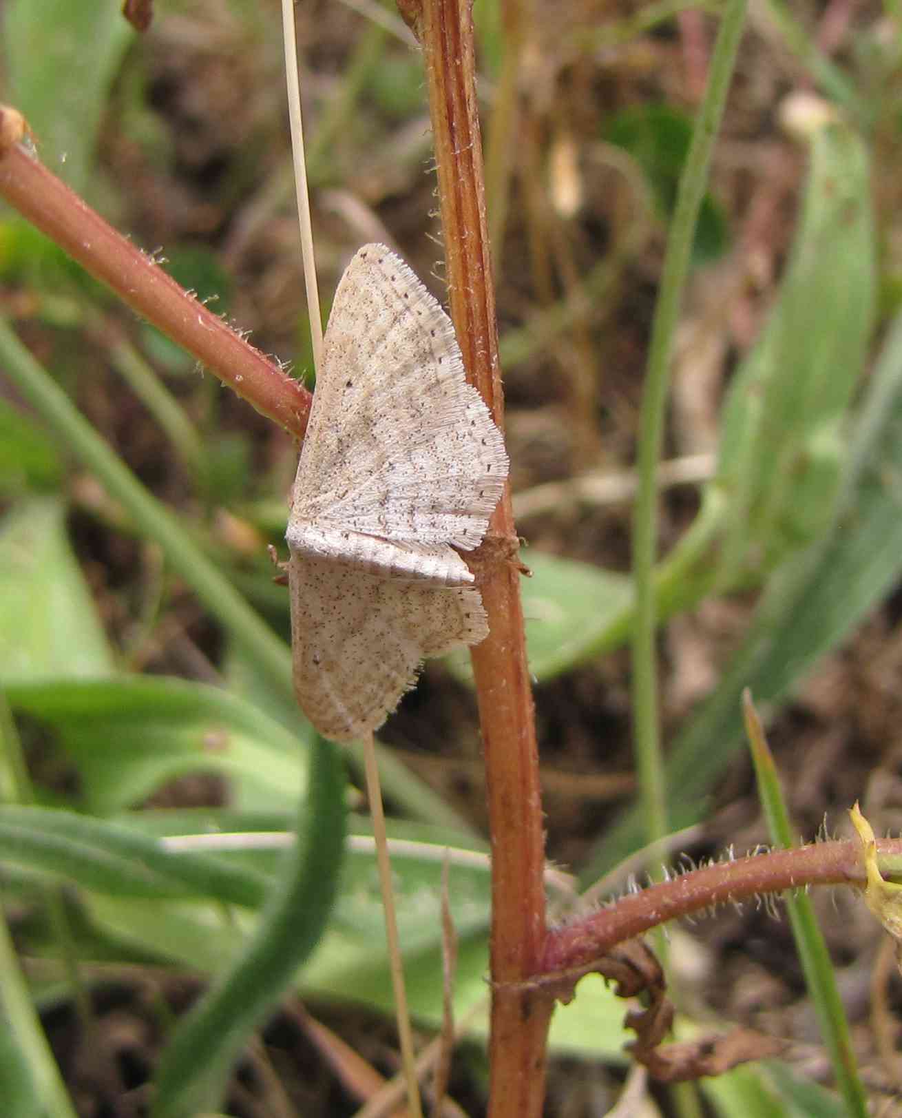 falena in riserva : Idaea elongaria